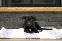 Pickles - Photo 1