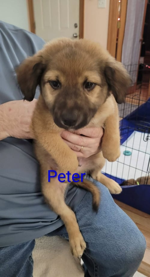 PETER - Great Pyrenees / Belgian Shepherd Malinois for adoption in Mobile