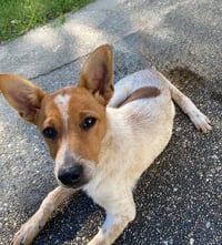 Banjo - Photo 1