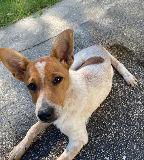 BANJO - Australian Cattle Dog/Blue Heeler available for adoption