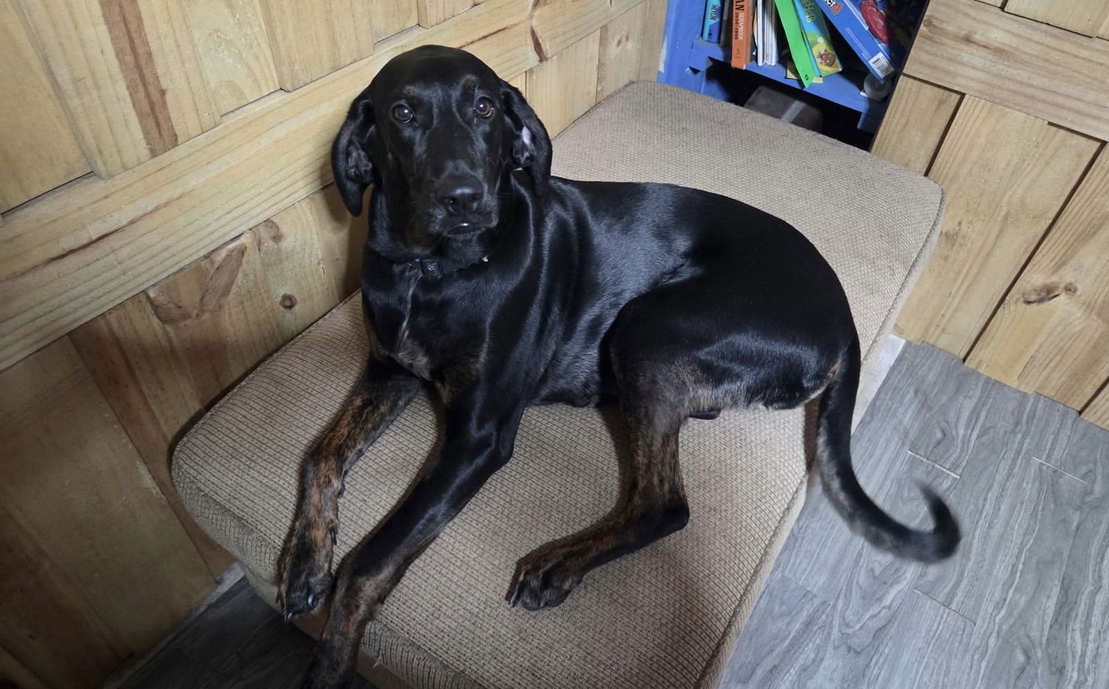 DUKE - Coonhound available for adoption