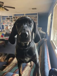 Duke - Photo 4