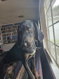 Duke - Photo 1