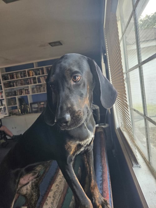 DUKE - Coonhound available for adoption