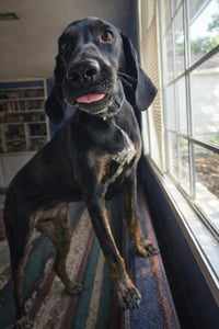 Duke - Photo 3