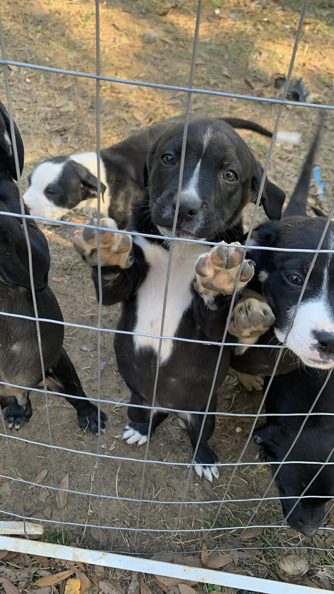 BUBBLES - Shepherd available for adoption