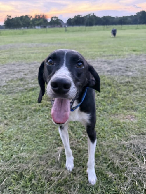 BUDDY SENIOR - German Shorthaired Pointer available for adoption