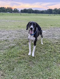 Buddy Senior - Photo 2