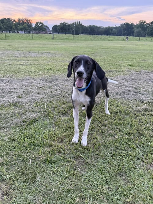 BUDDY SENIOR - German Shorthaired Pointer available for adoption