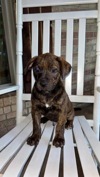 Rusty - Photo 2