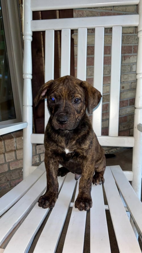 RUSTY - Unknown available for adoption