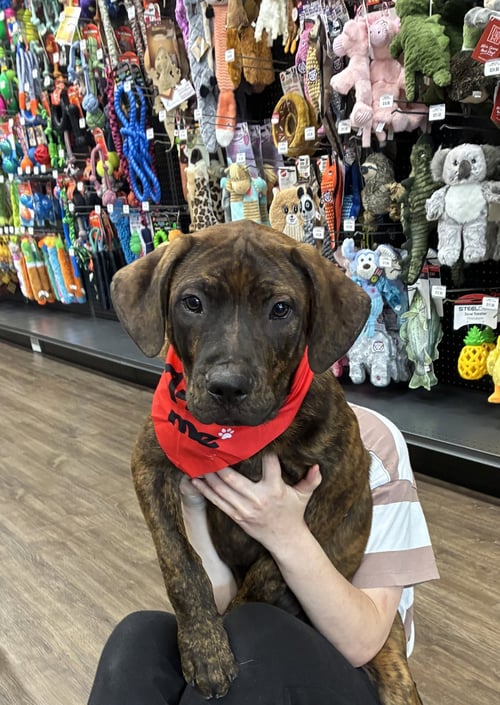 RUSTY - Unknown for adoption in Mobile