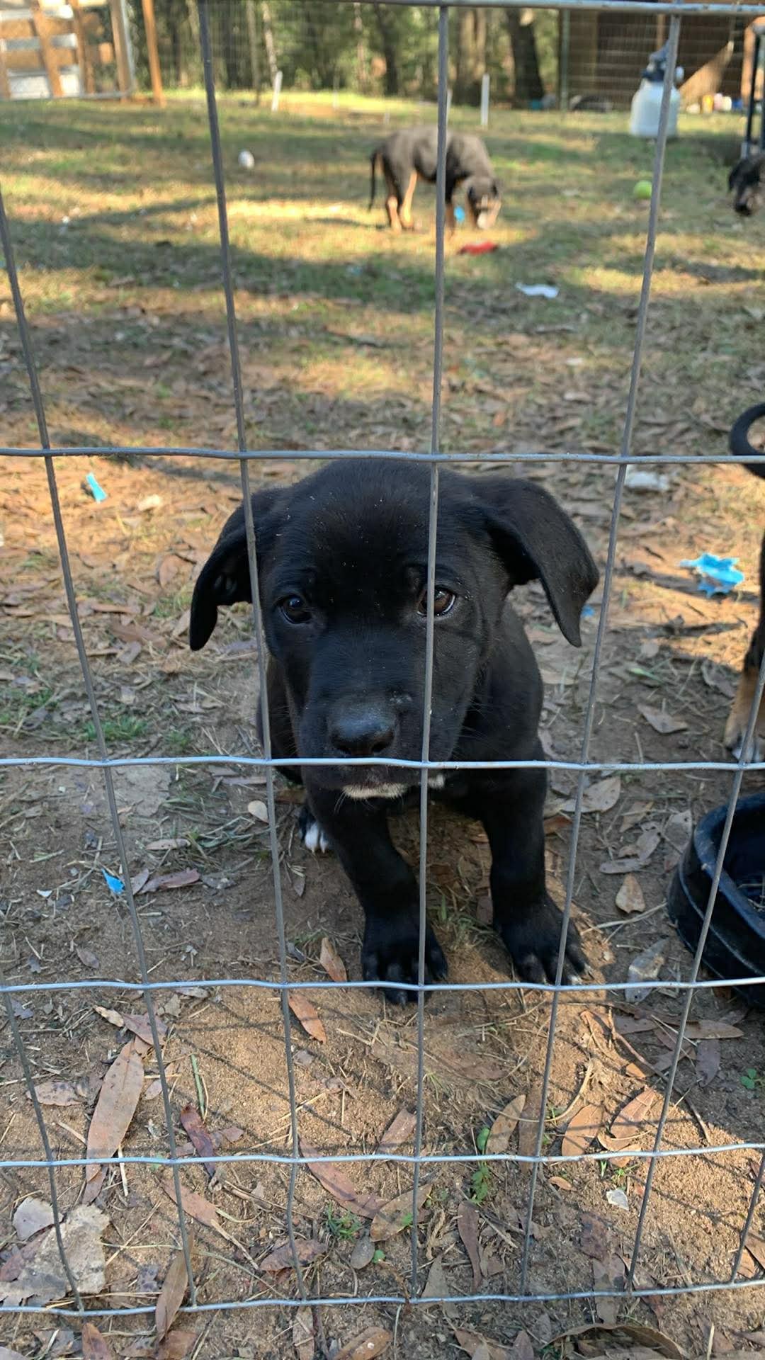 MOON - Shepherd available for adoption