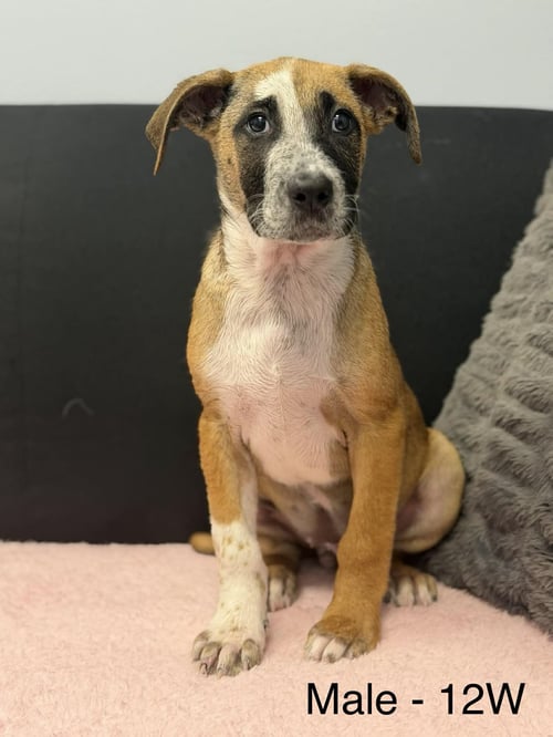 PETER - Catahoula Leopard Dog for adoption in Mobile