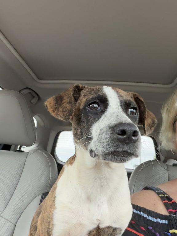 Lucy Image