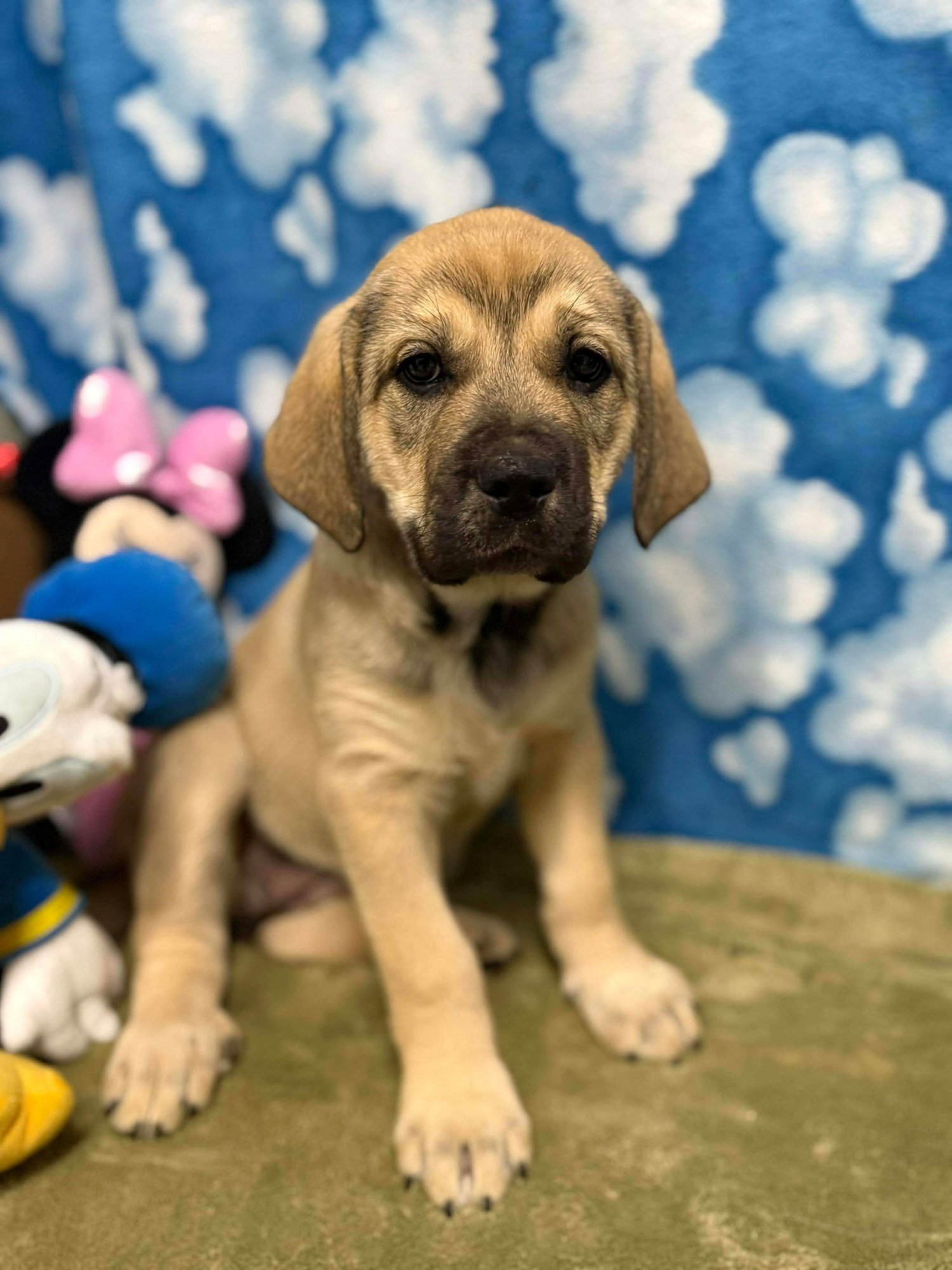 JUNIE B - Unknown available for adoption