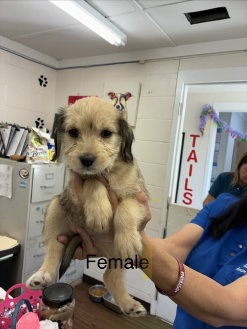 NELLY - Bernese Mountain Dog / Poodle (Standard) available for adoption