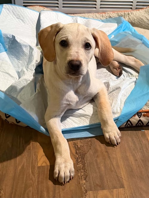 LILITH - Labrador Retriever available for adoption
