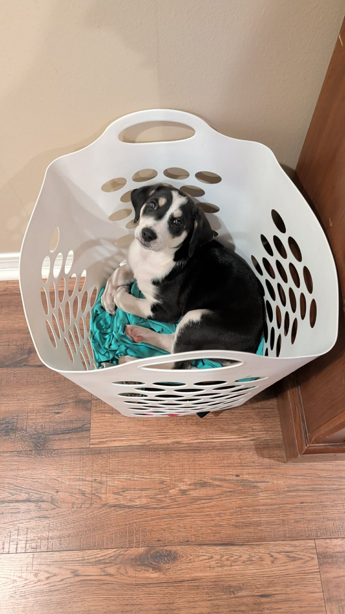 PAN - Golden Retriever / English Pointer available for adoption