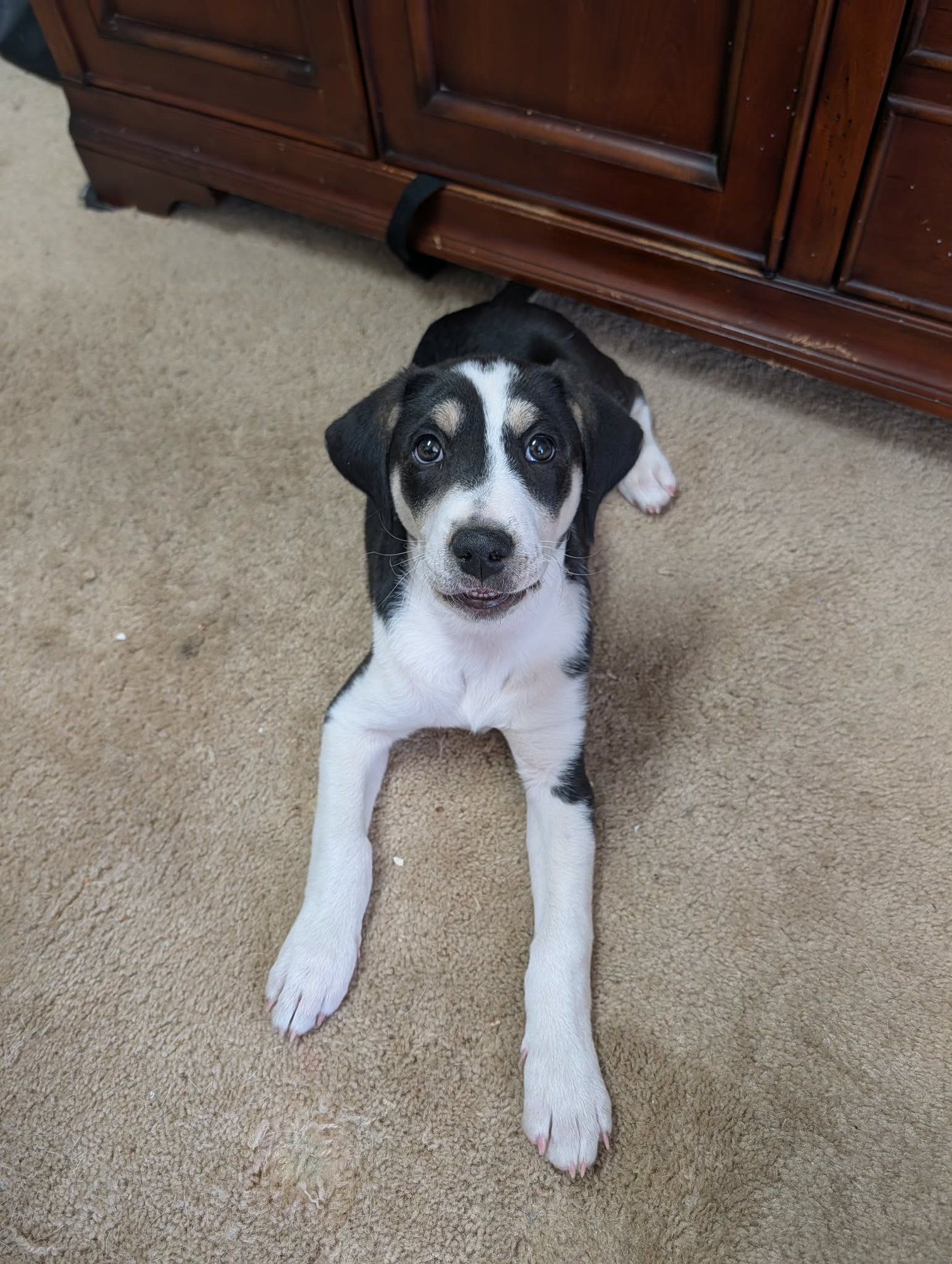 PAN - Golden Retriever / English Pointer available for adoption