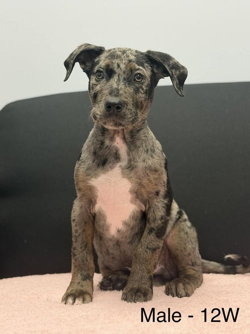 PATE - Catahoula Leopard Dog for adoption in Mobile