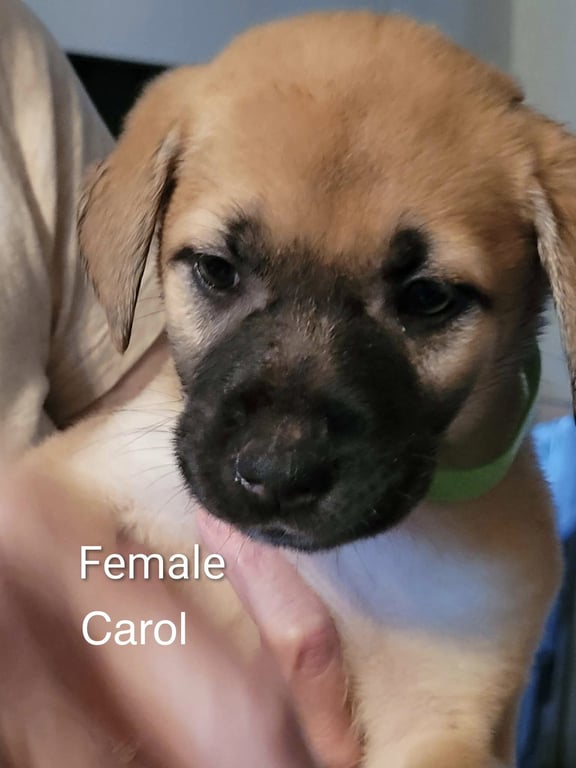 Carol Image