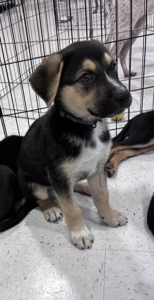 MICKEY - Shepherd available for adoption