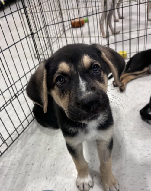 MICKEY - Shepherd available for adoption