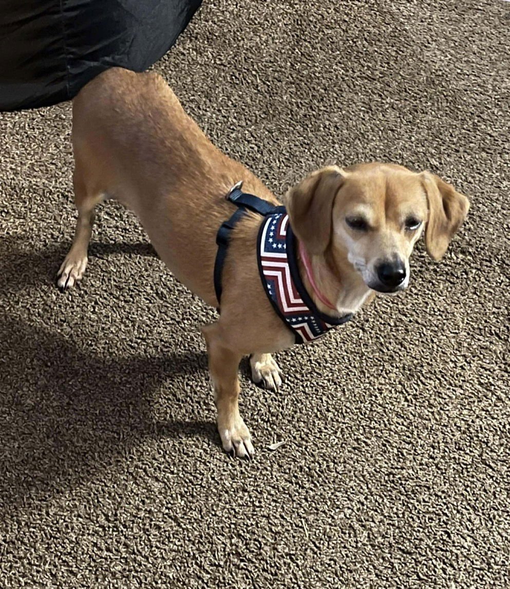 DORA - Terrier / Chihuahua available for adoption