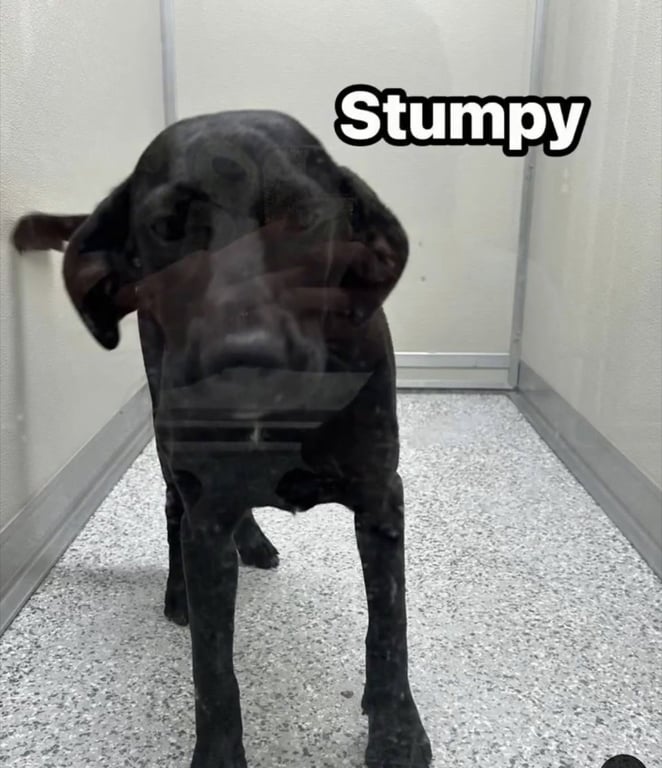 Stumpy Image