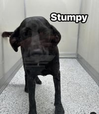 Stumpy - Photo 1