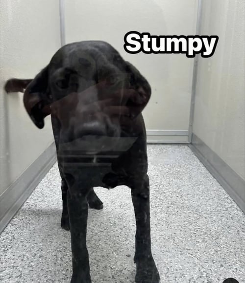 STUMPY - Labrador Retriever available for adoption