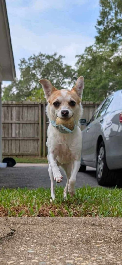 DAISY POMCHI - Chihuahua / Pomeranian available for adoption