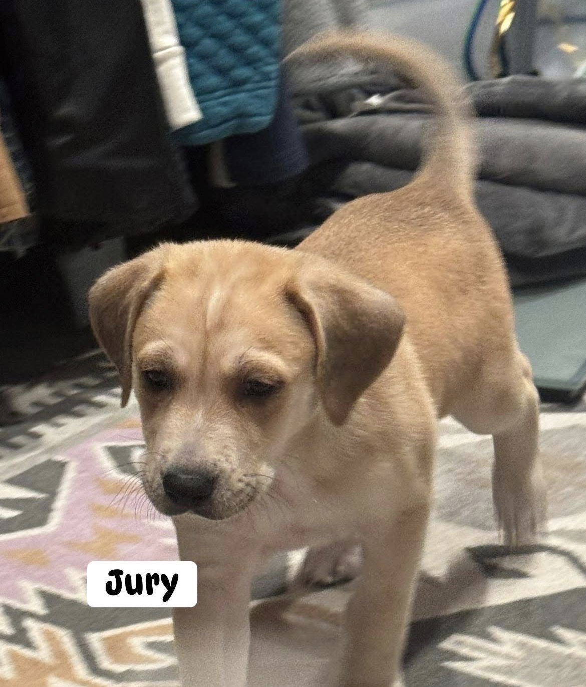 JURY - Golden Retriever / English Pointer available for adoption