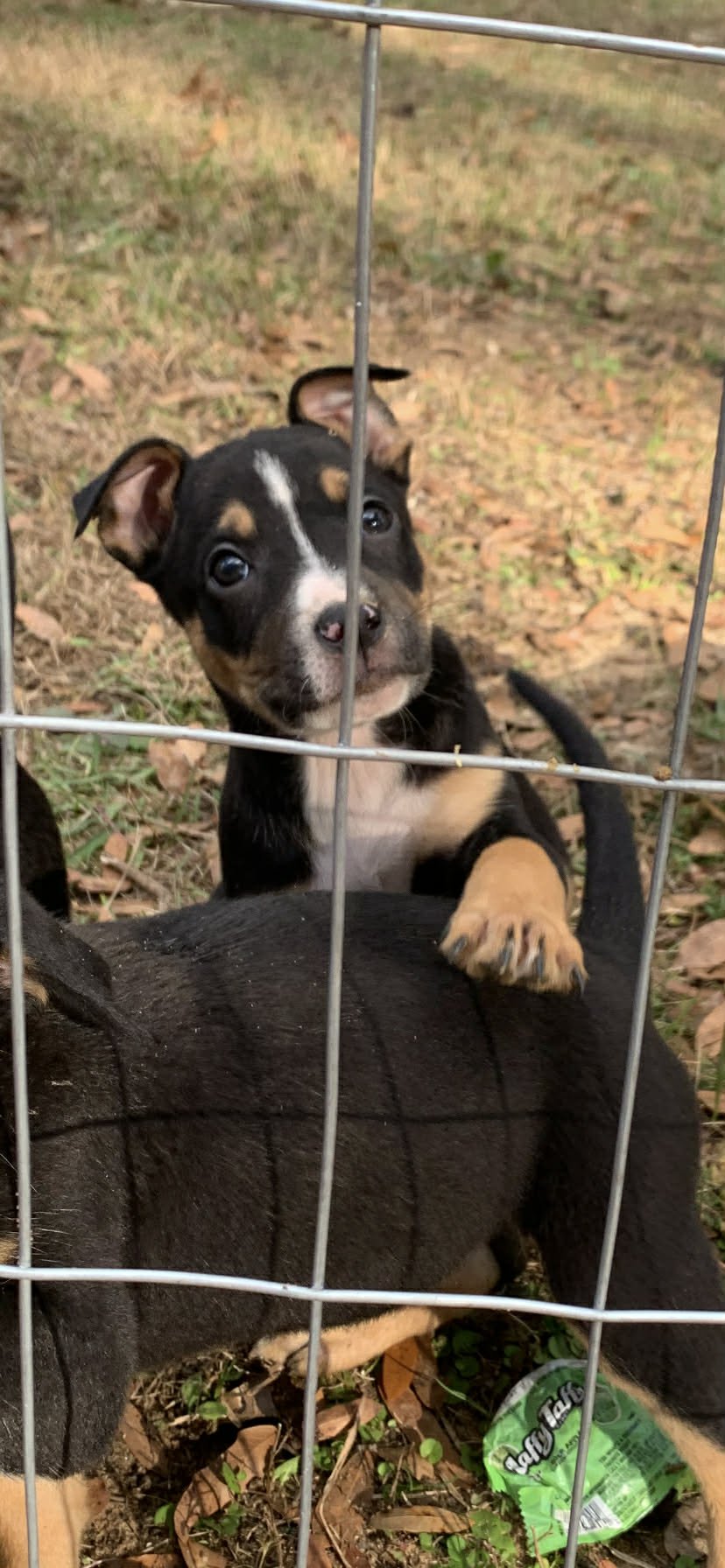 MILLIE - Shepherd available for adoption