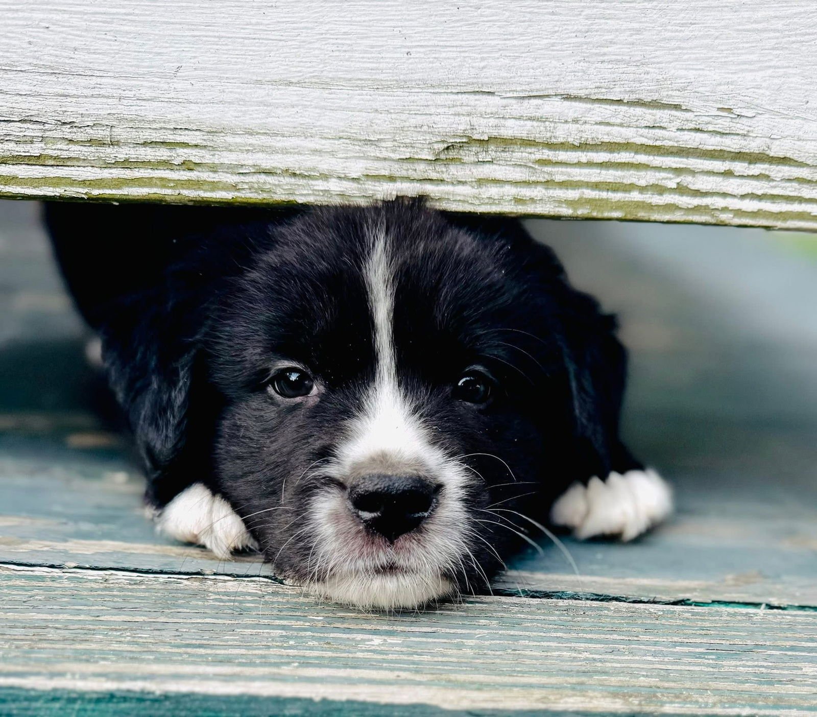 HUCK - Border Collie available for adoption