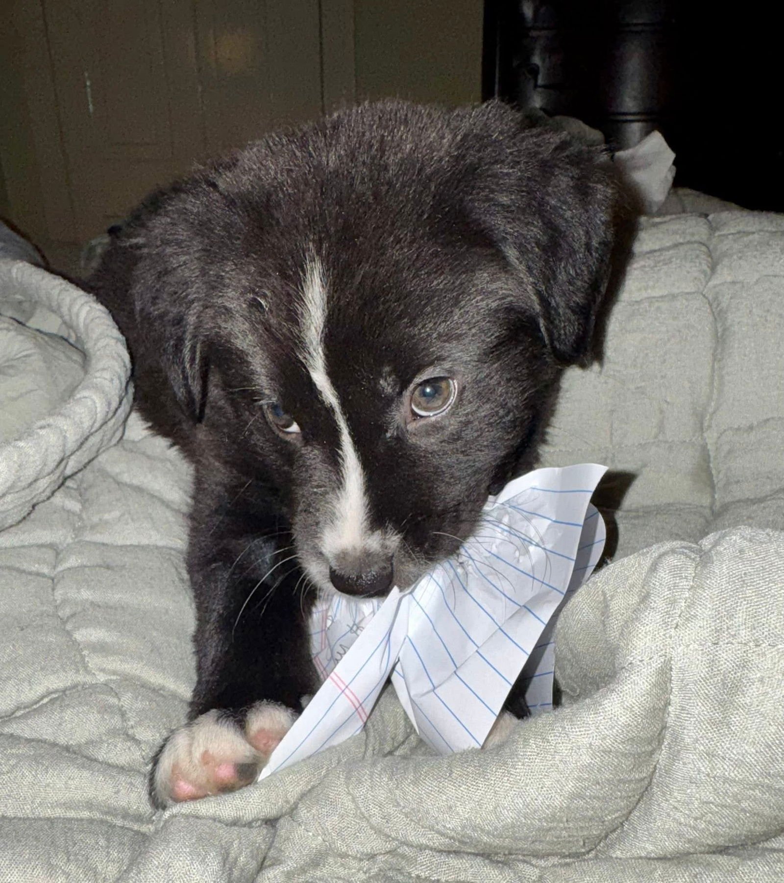 HUCK - Border Collie available for adoption