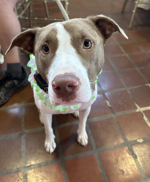 OPAL - Jack Russell Terrier / Staffordshire Bull Terrier for adoption in Mobile