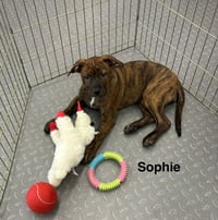 Sophie - Photo 2