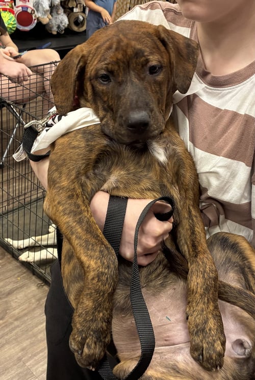 SOPHIE - Unknown for adoption in Mobile
