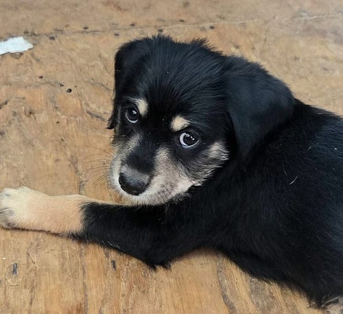 ODEN - Bernese Mountain Dog / Poodle (Standard) for adoption in Mobile