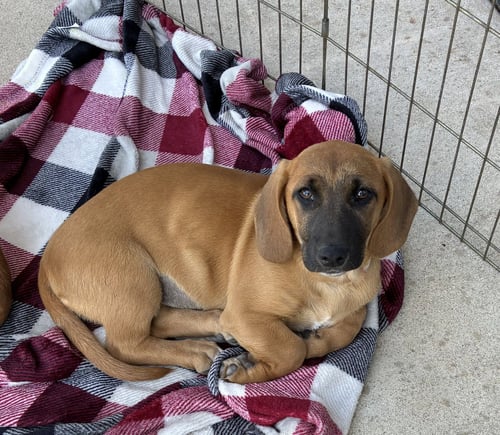 HILDA - Basset Hound / Black Mouth Cur available for adoption