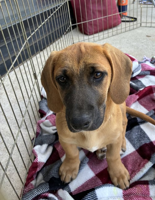HILDA - Basset Hound / Black Mouth Cur available for adoption
