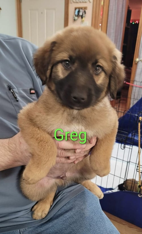 GREG - Great Pyrenees / Belgian Shepherd Malinois for adoption in Mobile