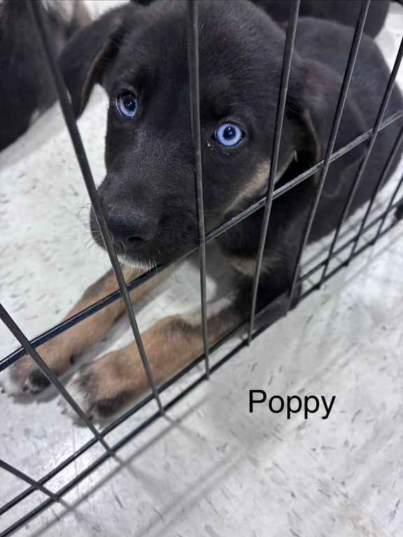 Poppy Image