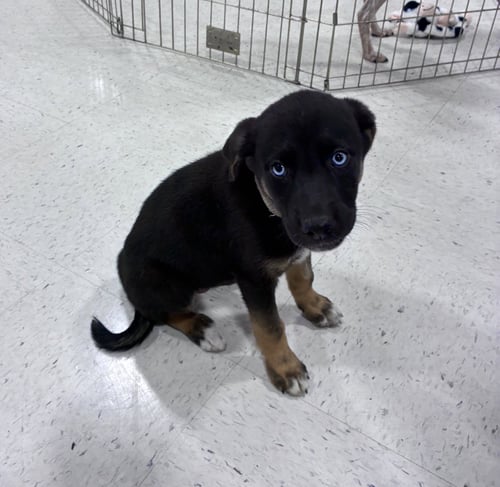 POPPY - Shepherd available for adoption
