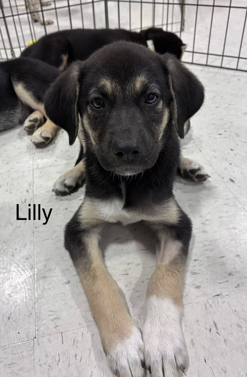 Lilly Image