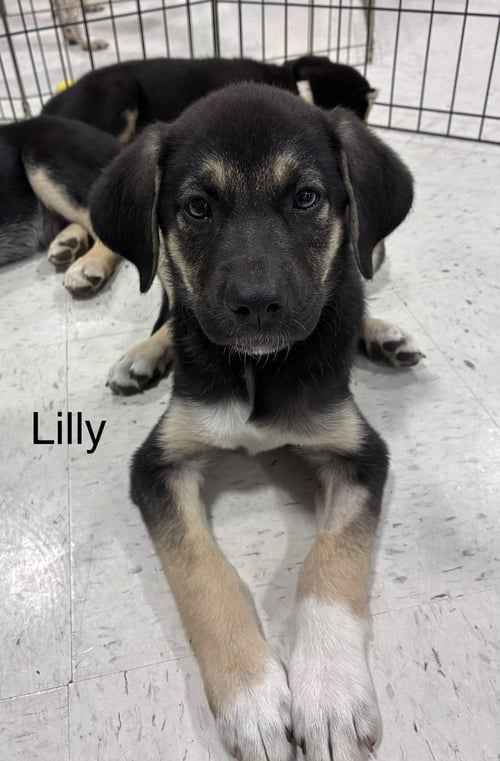 LILLY - Shepherd available for adoption