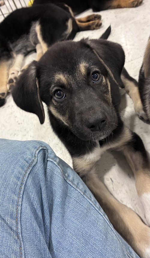 LILLY - Shepherd available for adoption