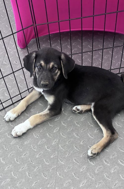 LILLY - Shepherd available for adoption